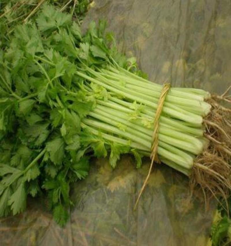 芹菜苗法国皇后芹菜苗进口西芹芹菜苗笨芹菜苗苗厂直销