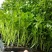 芹菜苗法国皇后芹菜苗进口西芹芹菜苗笨芹菜苗苗厂直销