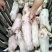 湖南出售母猪场外三元小猪，二元后备母猪，散户断奶小猪