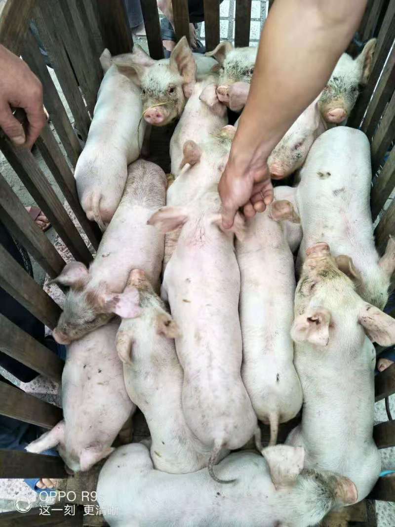 湖南出售母猪场外三元小猪，二元后备母猪，散户断奶小猪