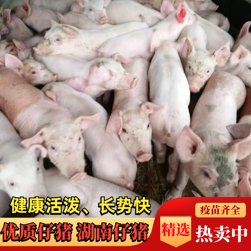 湖南出售母猪场外三元小猪，二元后备母猪，散户断奶小猪