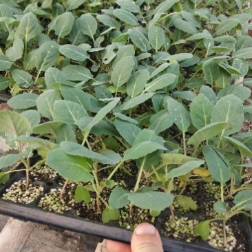 65天松花菜苗露天菜花苗有机菜花苗青梗菜花苗批发