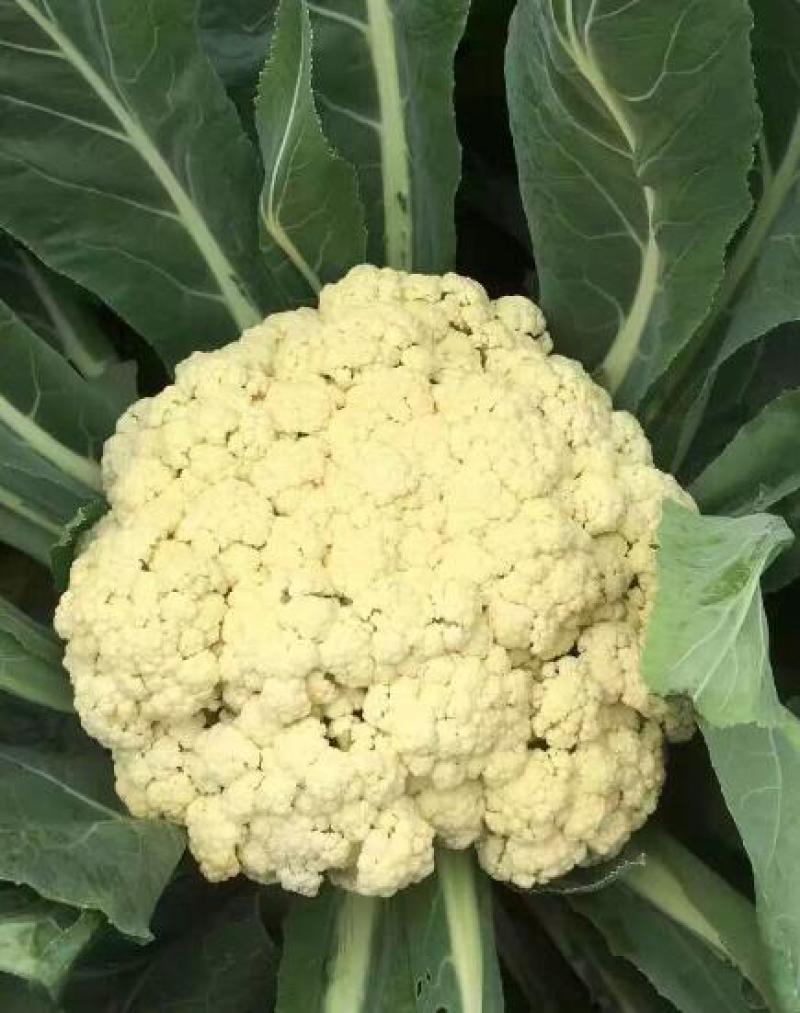 65天松花菜苗露天菜花苗有机菜花苗青梗菜花苗批发