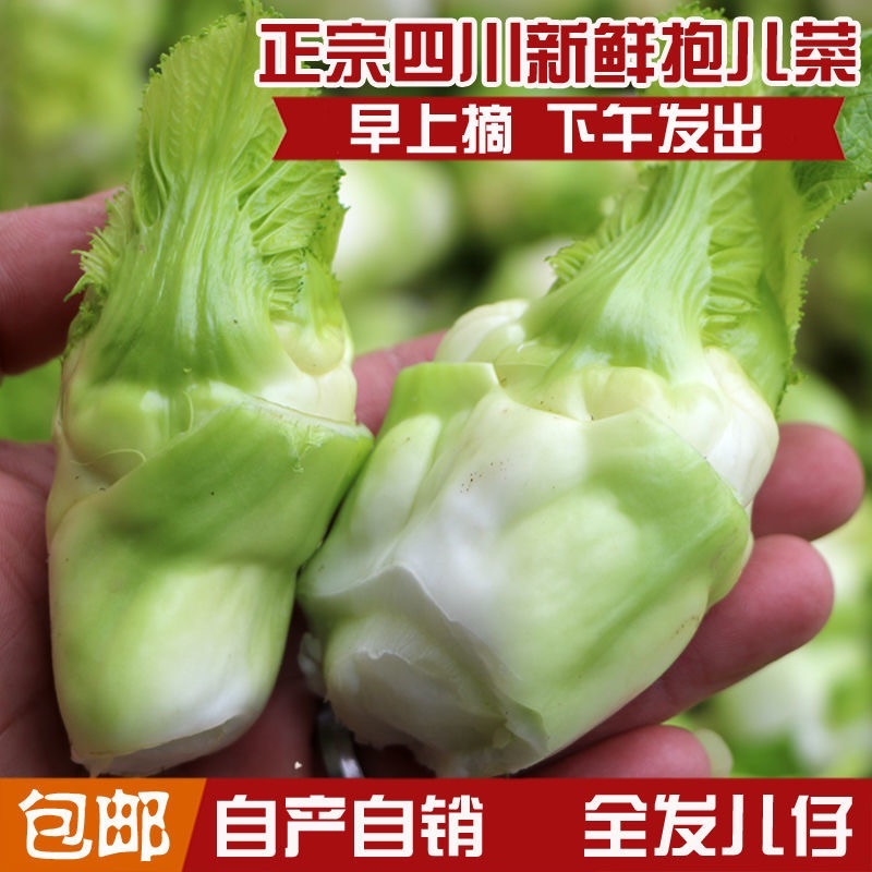 四川精品儿菜已大量上市，质量好口干脆欢迎咨询来电