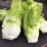 四川精品新鲜儿菜现摘现发时令蔬菜当季母子菜基地直发