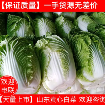 【新鲜白菜】山东精品黄心大白菜全国发货品质保障量大价优