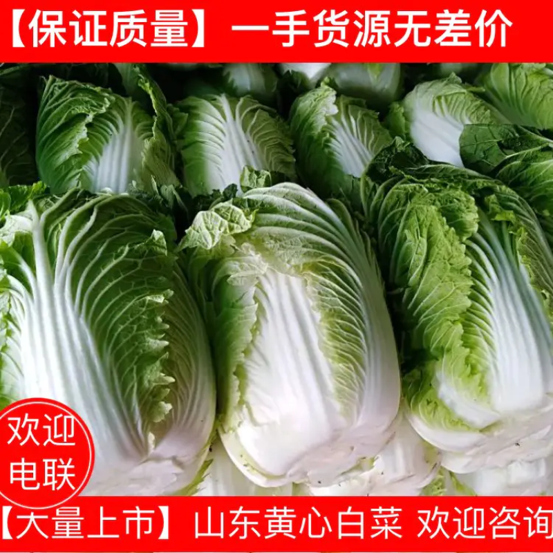 【新鲜白菜】山东精品黄心大白菜全国发货品质保障量大价优