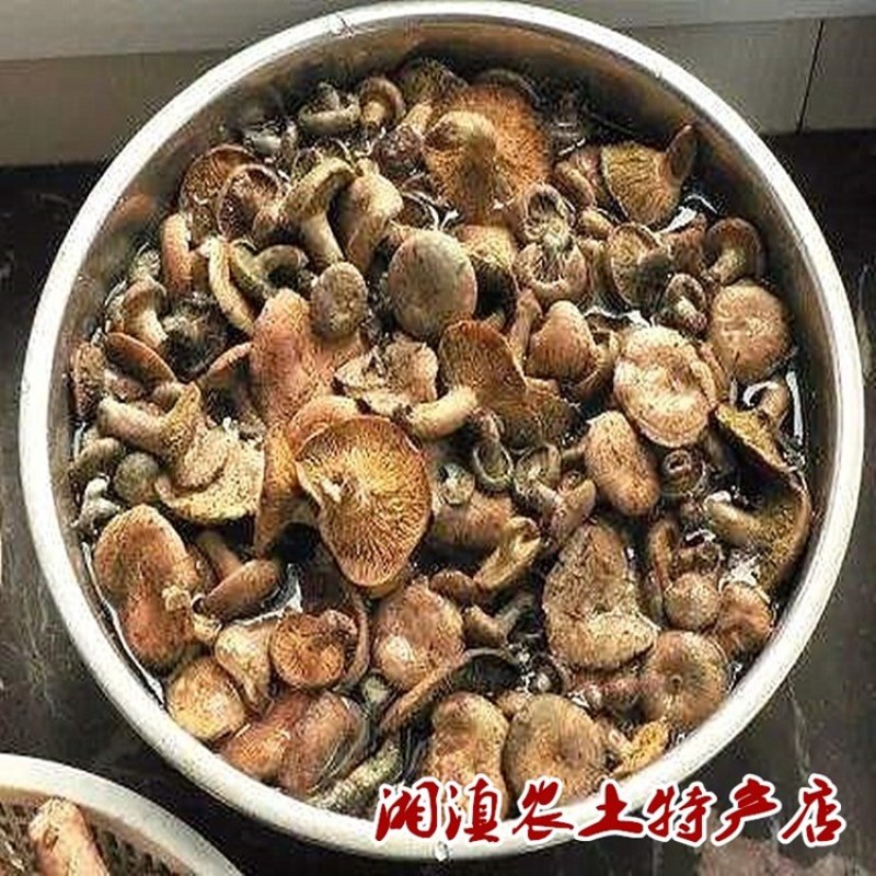 天然寒菌500g袋装雁来蕈农家自晒松乳菇食用雁鹅菌谷熟菌