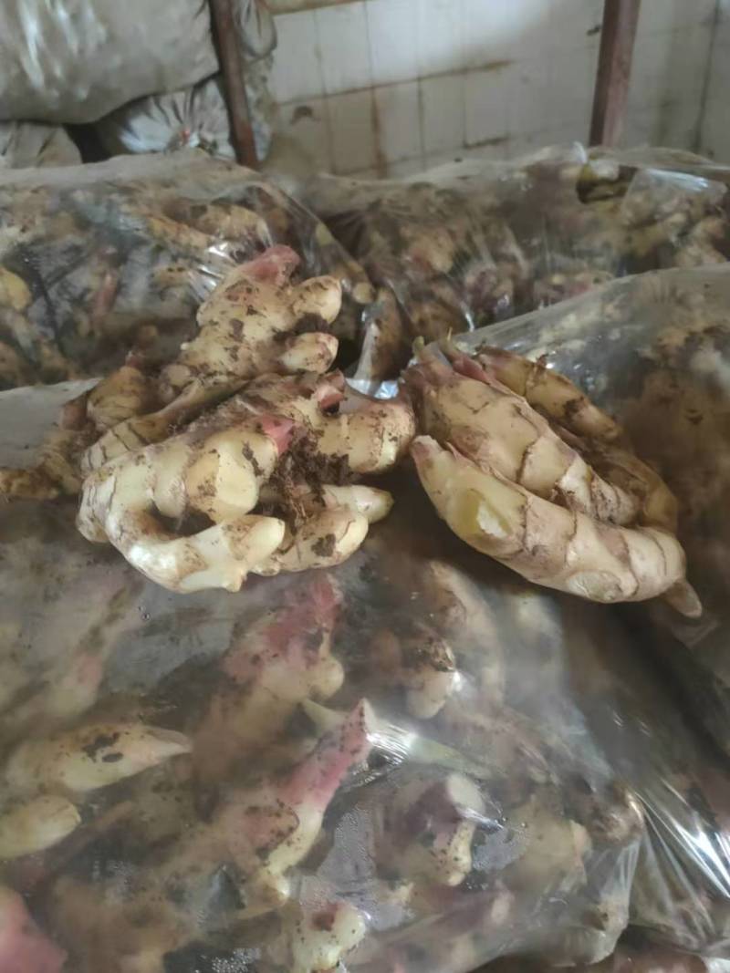 大黄姜山东大黄姜产地供货【一手货源】品质保证实力代办