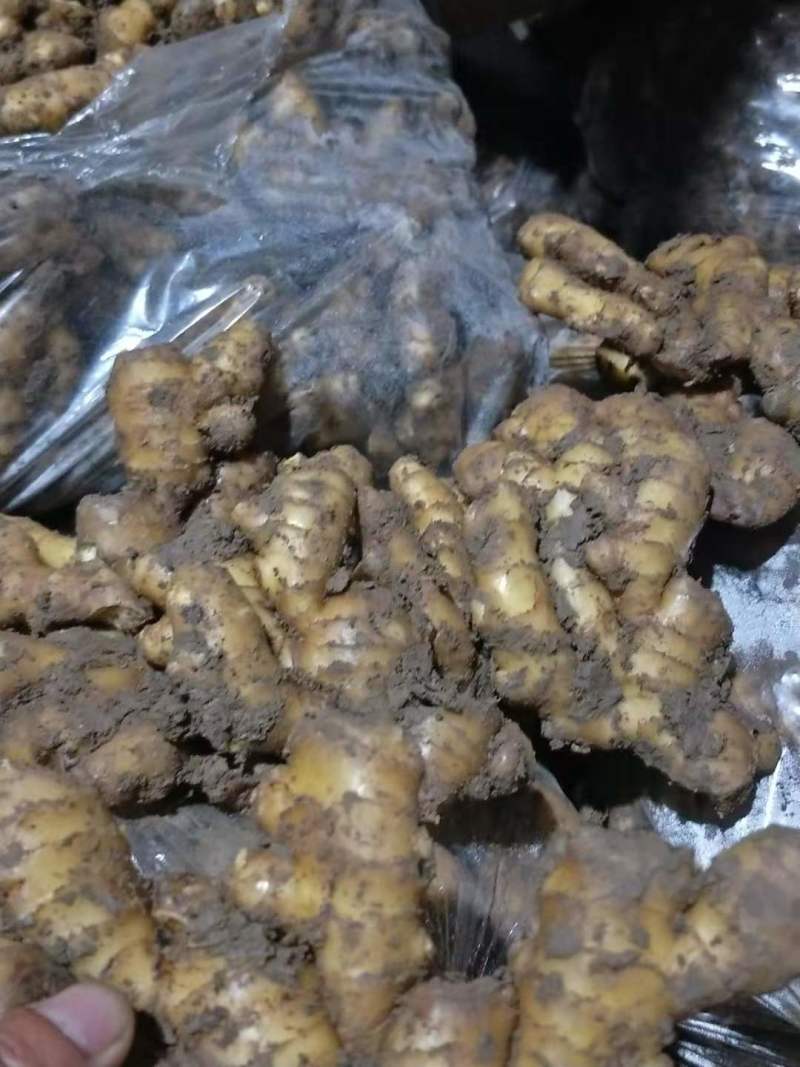 安徽生姜小黄姜，品质保证欢迎咨询