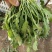 大叶荠菜种子荠荠菜籽山野菜耐寒四季蔬菜种子