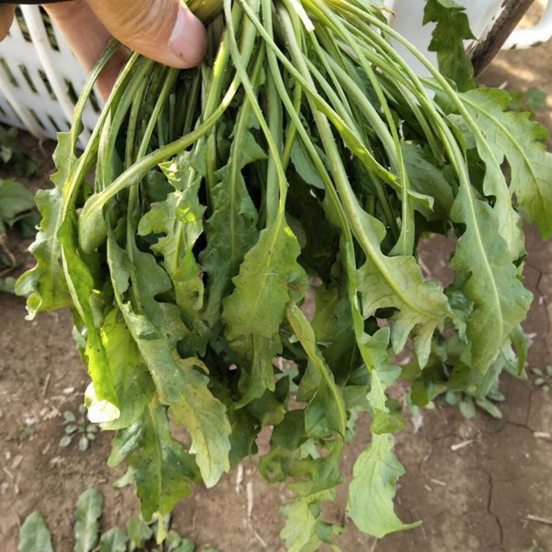 大叶荠菜种子荠荠菜籽山野菜耐寒四季蔬菜种子