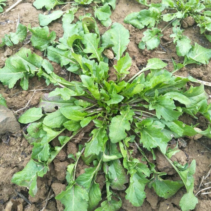 大叶荠菜种子荠荠菜籽山野菜耐寒四季蔬菜种子