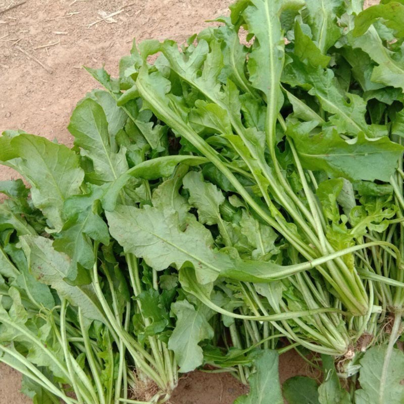 大叶荠菜种子荠荠菜籽山野菜耐寒四季蔬菜种子