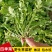 大叶荠菜种子荠荠菜籽山野菜耐寒四季蔬菜种子