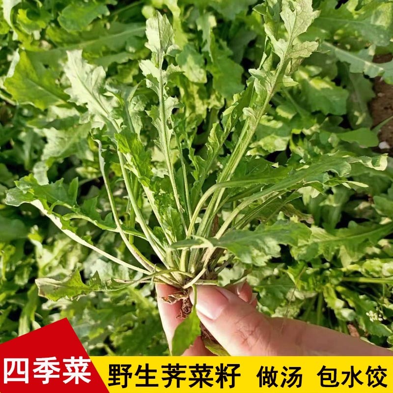 大叶荠菜种子荠荠菜籽山野菜耐寒四季蔬菜种子