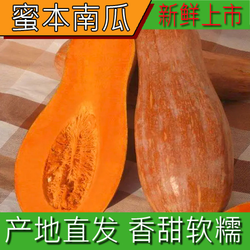 【实图拍摄】金韩密本南瓜长条粉甜口感面产地直销保质保量