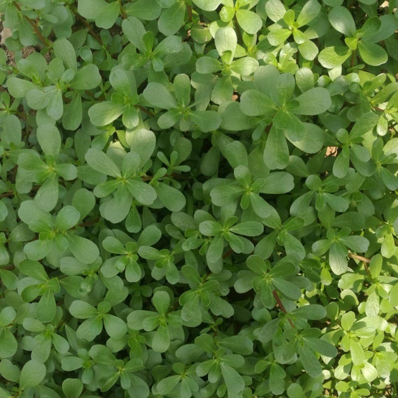 马齿苋种子荷兰直立马蜂菜籽野菜种子四季种植
