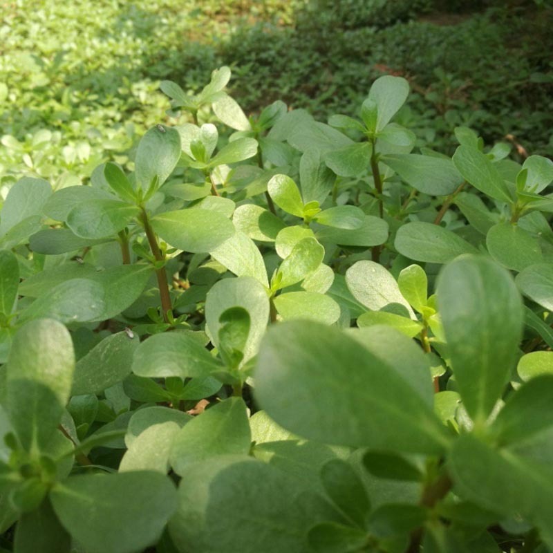 马齿苋种子荷兰直立马蜂菜籽野菜种子四季种植
