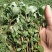 马齿苋种子荷兰直立马蜂菜籽野菜种子四季种植