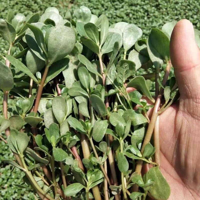 马齿苋种子荷兰直立马蜂菜籽野菜种子四季种植