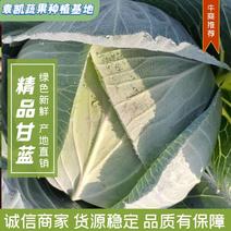 【绿甘蓝】精品甘蓝包菜2~3公斤【批发】基地直供