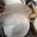 山东特产纯红薯地瓜粉手工粉皮精品30斤一件