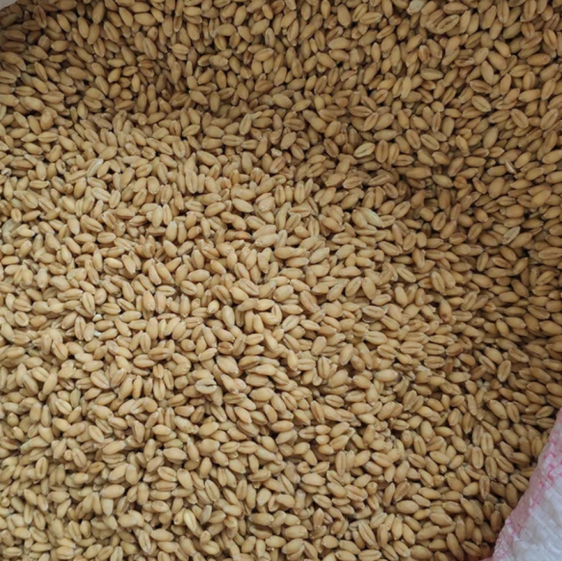 江油粮食贸易公司出售小麦