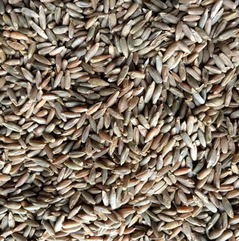 江油粮食贸易公司出售小麦