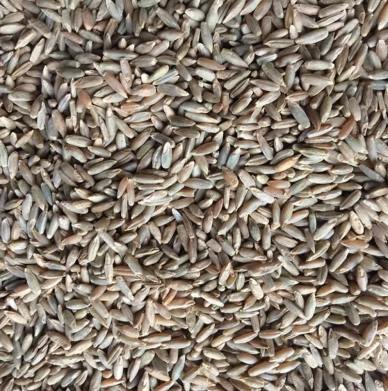 江油粮食贸易公司出售小麦