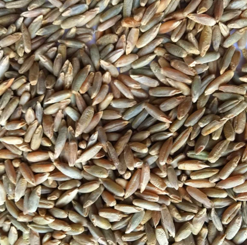 江油粮食贸易公司出售小麦
