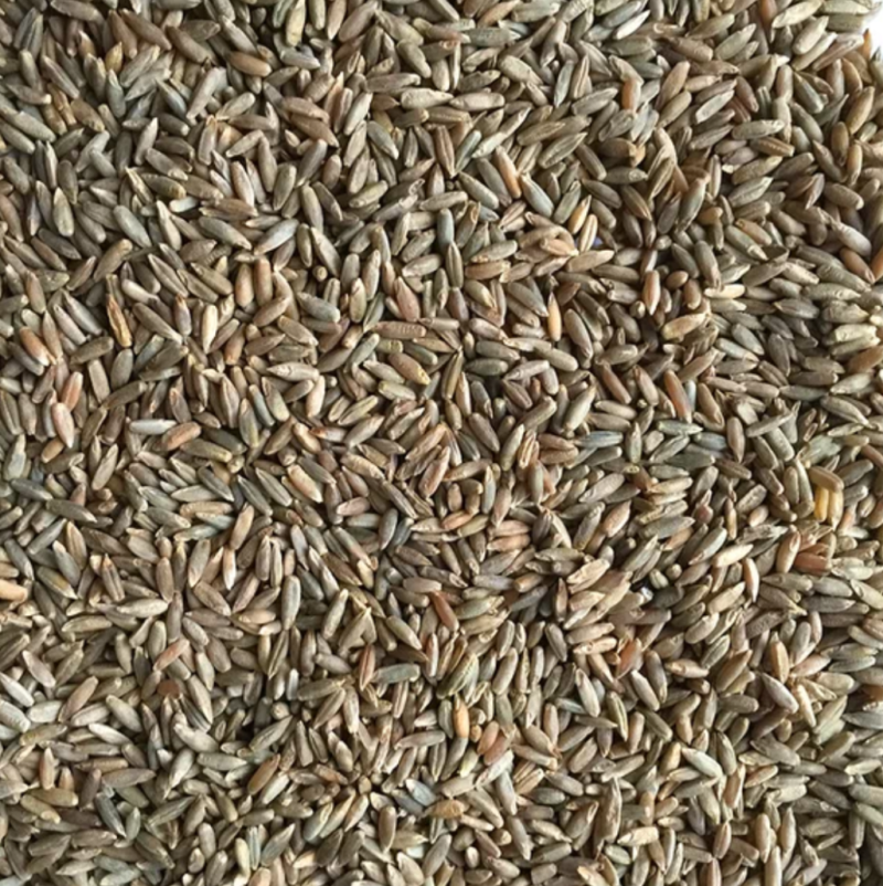 江油粮食贸易公司出售小麦