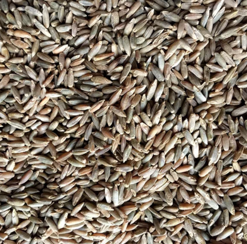 江油粮食贸易公司出售小麦