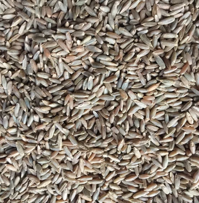 江油粮食贸易公司出售小麦
