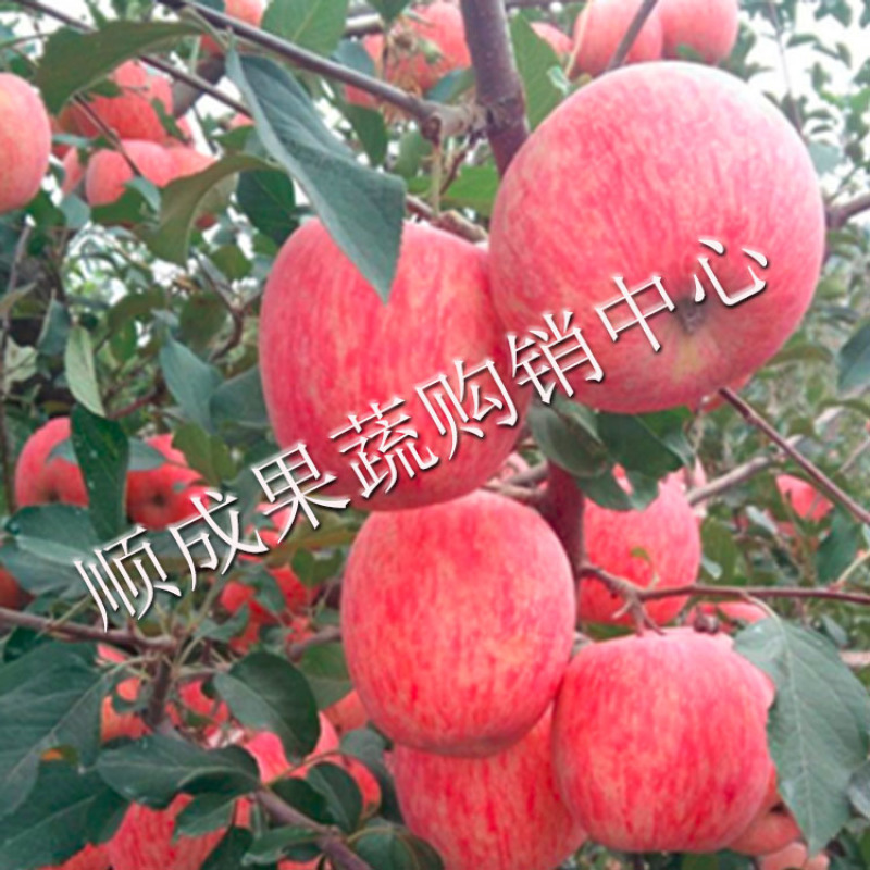【荐】精品红富士苹果80起步冰糖心脆甜可口产地直发