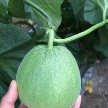 甜瓜苗代育绿宝甜瓜嫁接苗羊角蜜甜瓜苗博洋61甜瓜苗