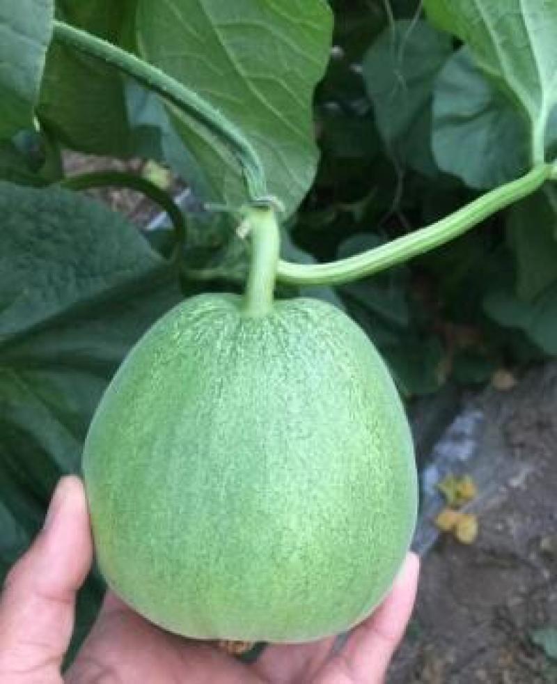 甜瓜苗代育绿宝甜瓜嫁接苗羊角蜜甜瓜苗博洋61甜瓜苗