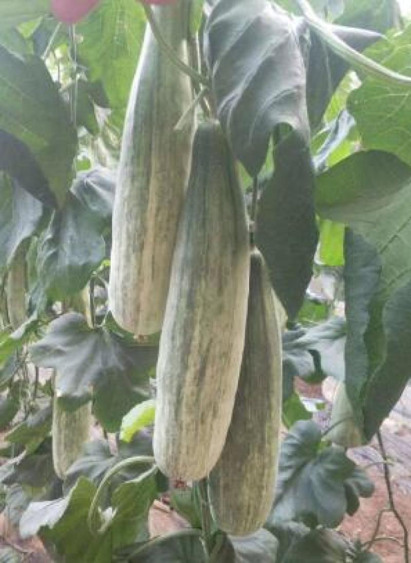甜瓜苗代育绿宝甜瓜嫁接苗羊角蜜甜瓜苗博洋61甜瓜苗