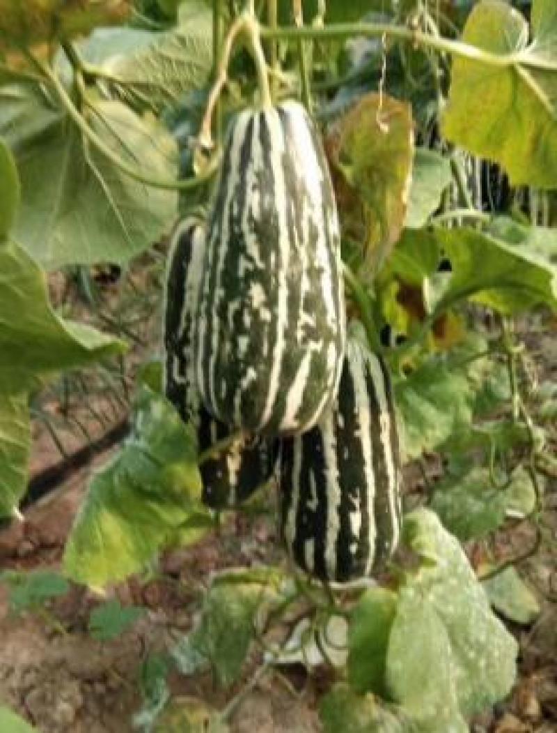 甜瓜苗代育绿宝甜瓜嫁接苗羊角蜜甜瓜苗博洋61甜瓜苗