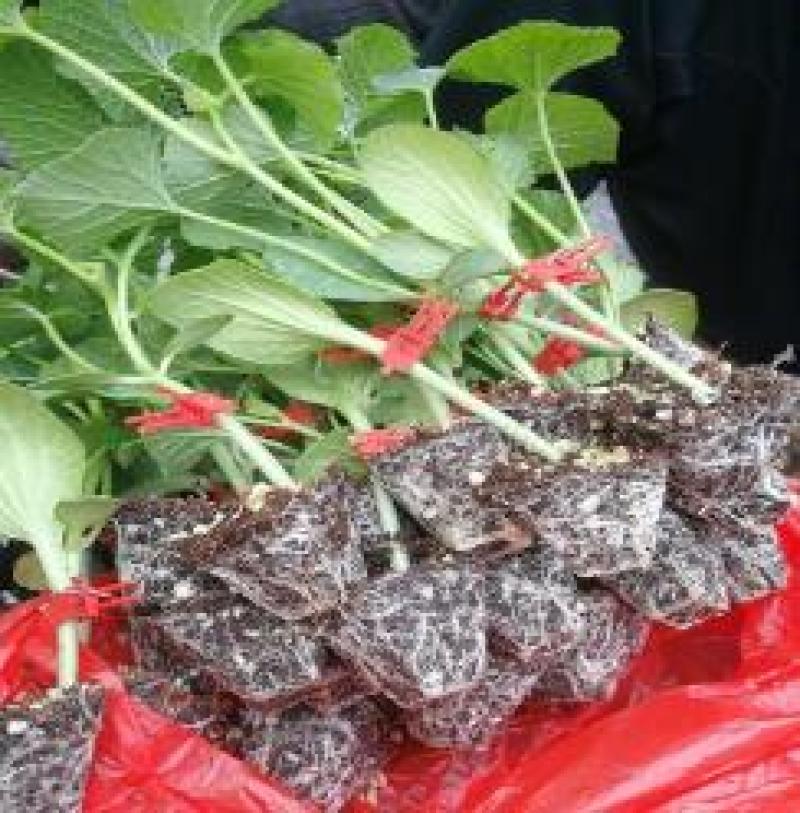 甜瓜苗代育绿宝甜瓜嫁接苗羊角蜜甜瓜苗博洋61甜瓜苗
