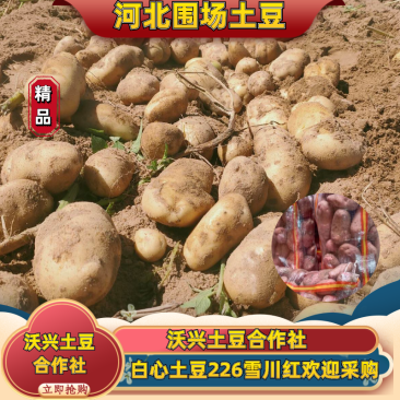 【精选】土豆雪川红大量有货欢迎新老客户老板订货