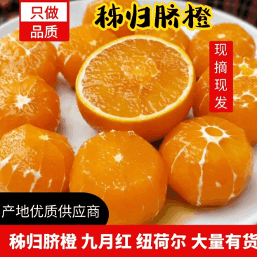 正宗九月红，口感甜，整车走货对接各大商超市场