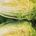 千亩种植基地【黄心大白菜】个头大品相好物美价廉欢迎咨询