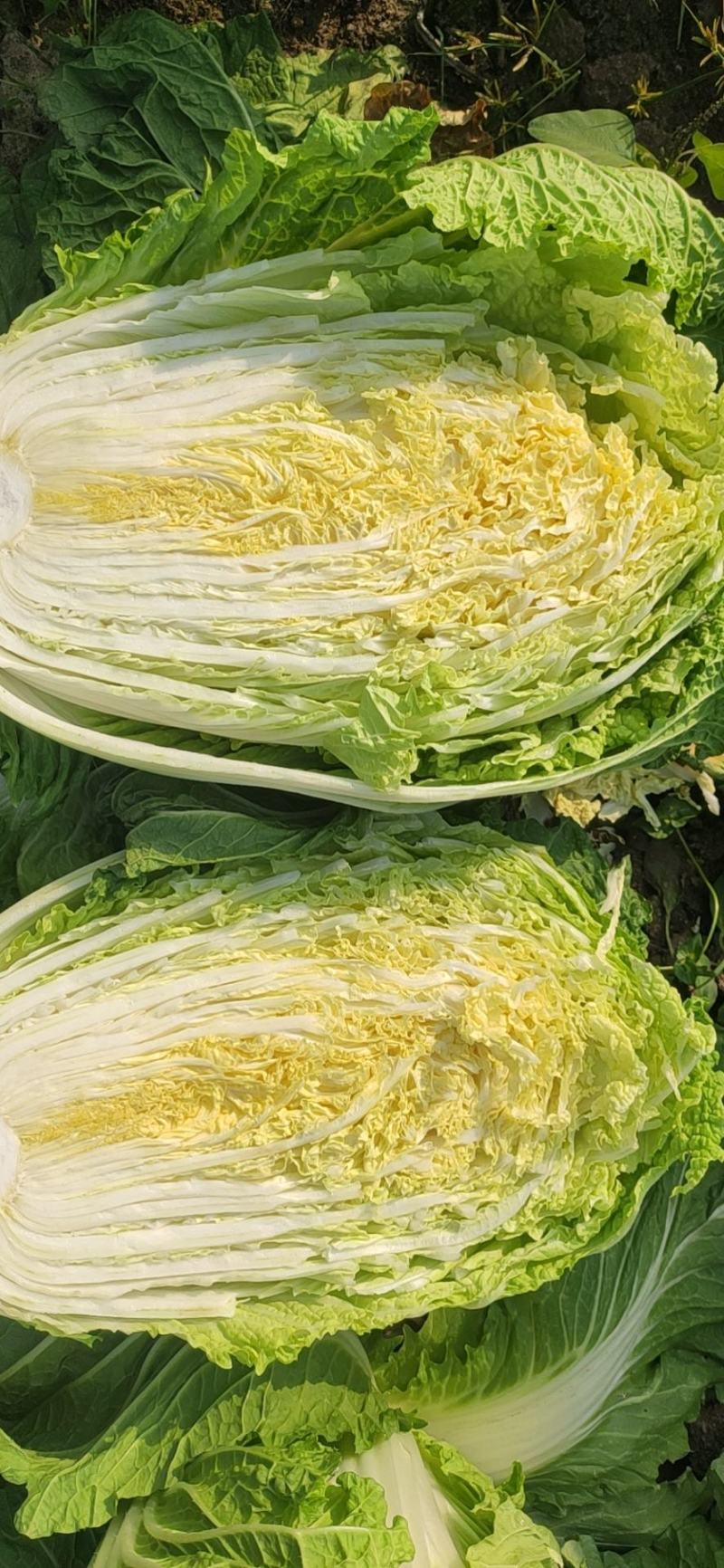 千亩种植基地【黄心大白菜】个头大品相好物美价廉欢迎咨询