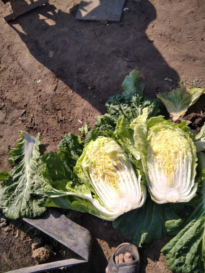 千亩种植基地【黄心大白菜】个头大品相好物美价廉欢迎咨询
