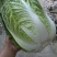 千亩种植基地【黄心大白菜】个头大品相好物美价廉欢迎咨询