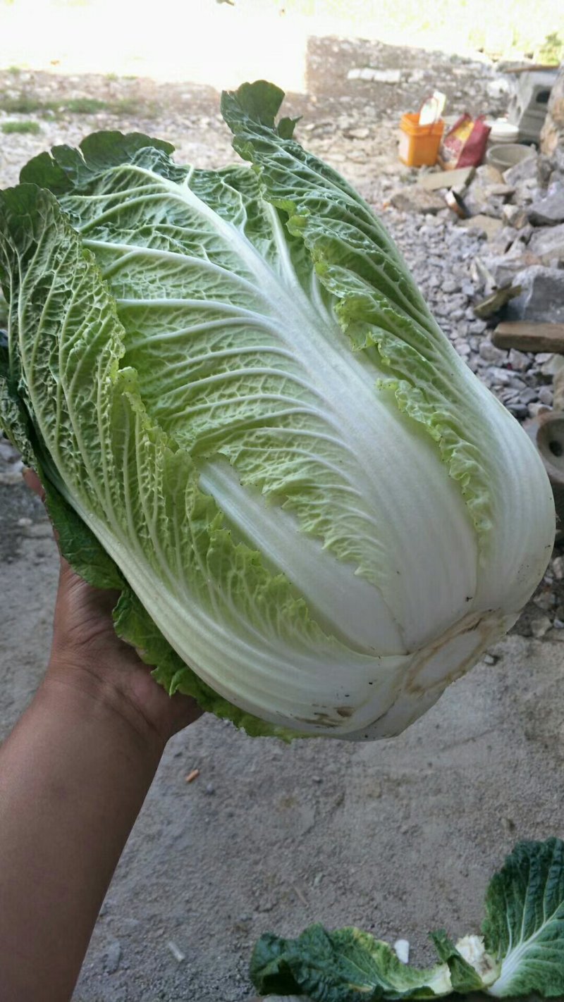 千亩种植基地【黄心大白菜】个头大品相好物美价廉欢迎咨询