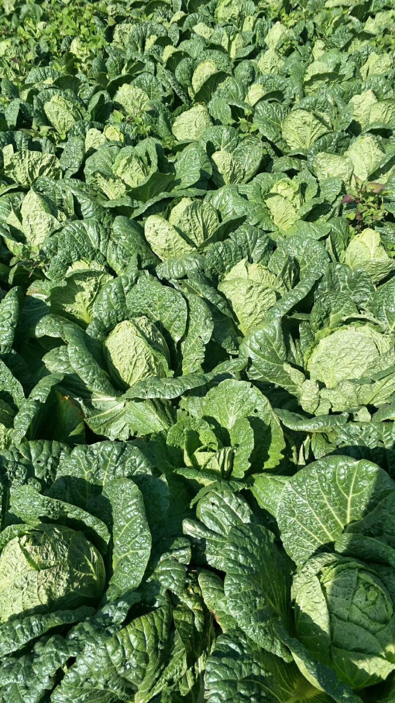 千亩种植基地【黄心大白菜】个头大品相好物美价廉欢迎咨询