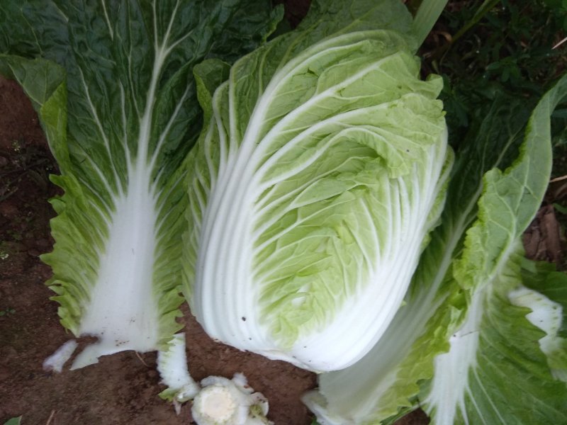 千亩种植基地【黄心大白菜】个头大品相好物美价廉欢迎咨询