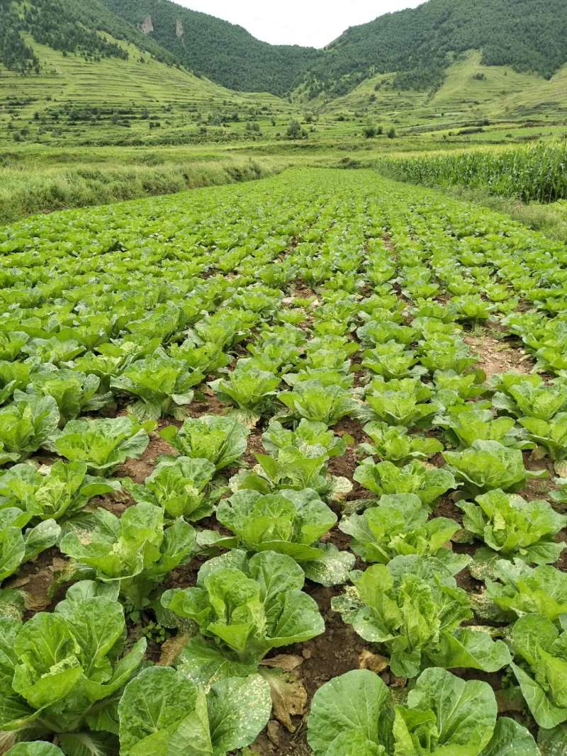 千亩种植基地【黄心大白菜】个头大品相好物美价廉欢迎咨询